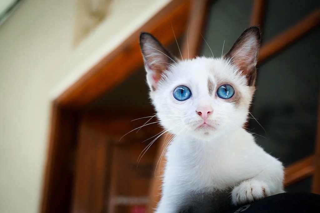 Pourquoi vermifuger régulièrement votre chat est essentiel ?