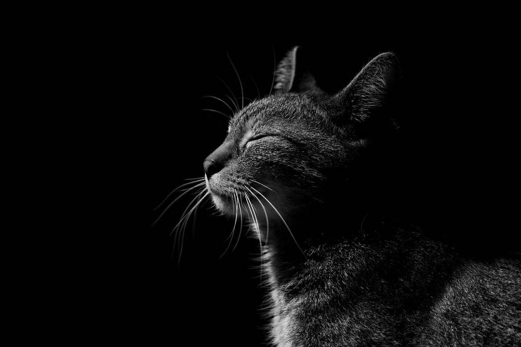 Pourquoi vermifuger régulièrement votre chat est essentiel &nbsp;?