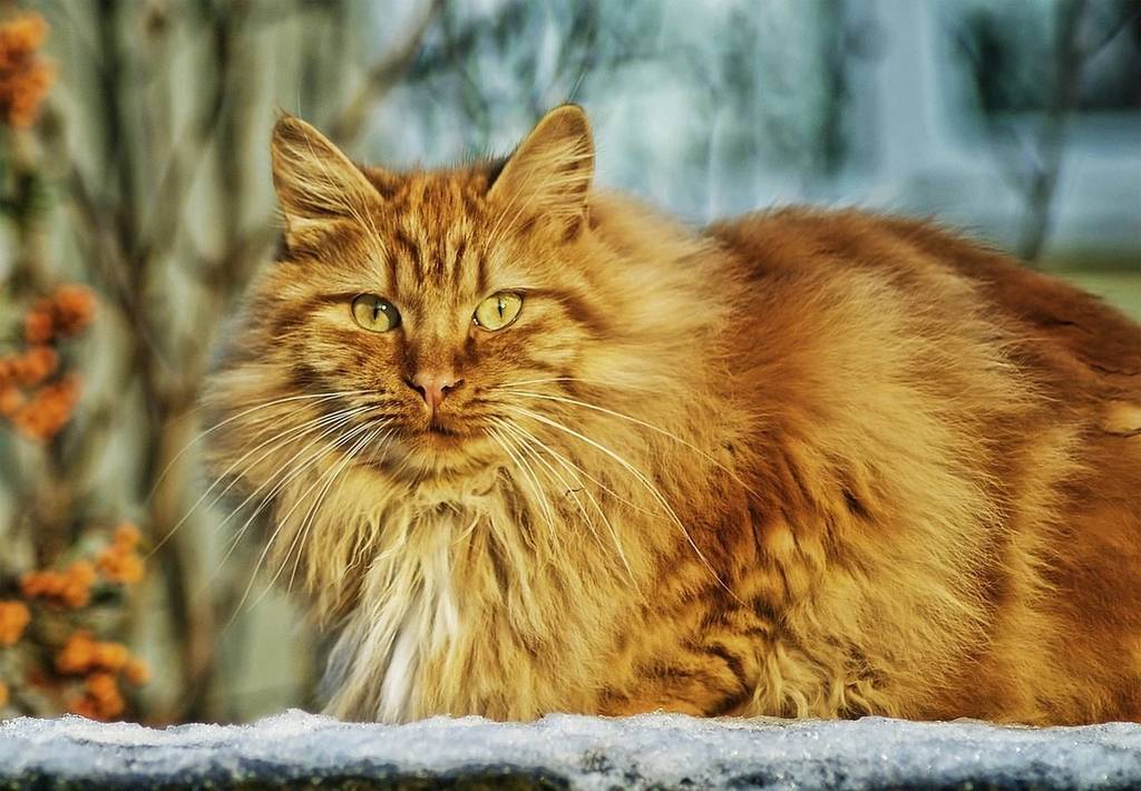Protéger son chat des puces grâce au collier antiparasitaire